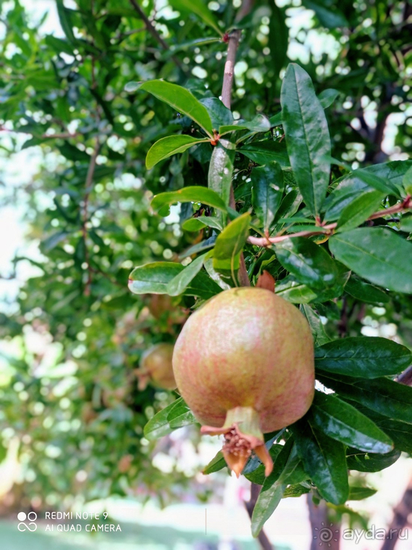 Чудесный отель в Алании!