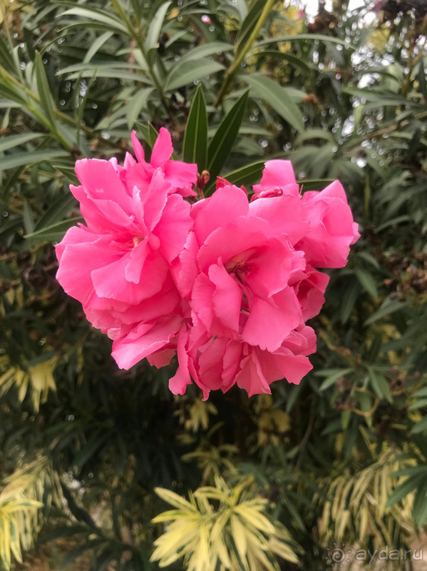 В целом впечатление от отеля хорошие