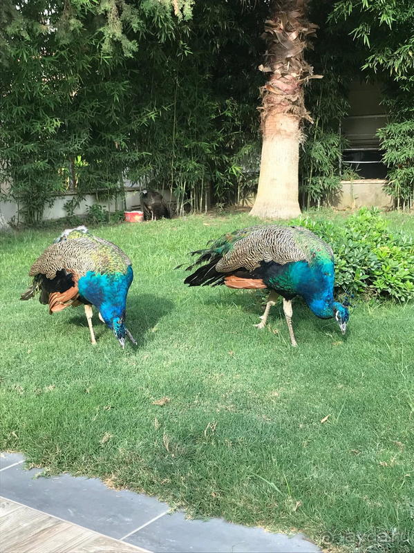 В целом впечатление от отеля хорошие