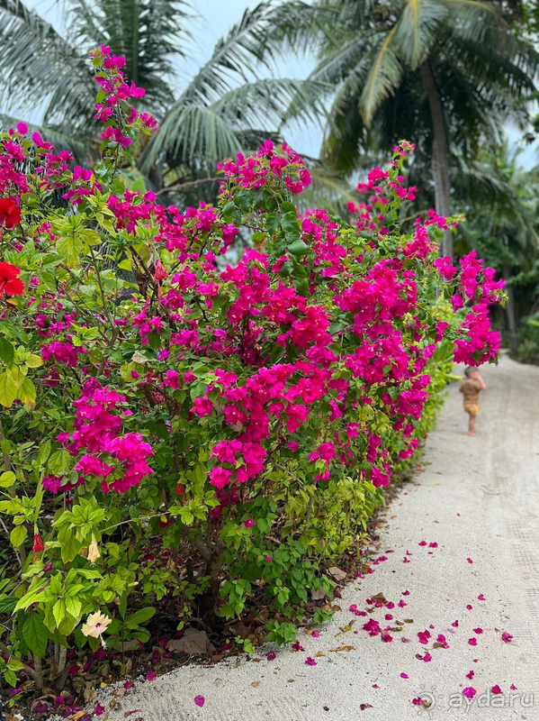 Я уже рассматриваю Cora Cora Maldives в качестве следующего путешествия и скорее всего вернусь снова!