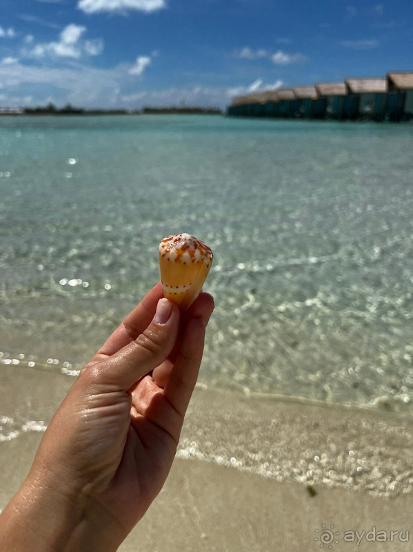 Остались прекрасные впечатления от отдыха в отеле Hard Rock Hotel Maldives. 