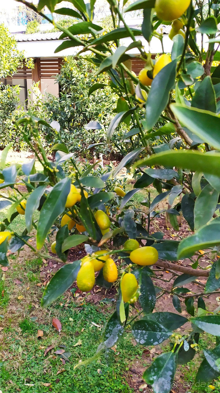 Новогодние Каникулы в Adalya Elite Lara