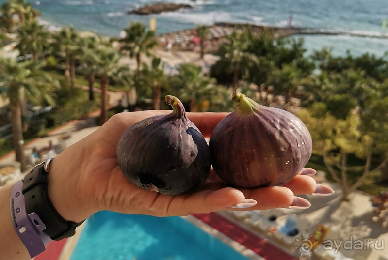 Спасибо за отличный отдых