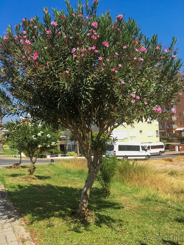 Неплохо, но...