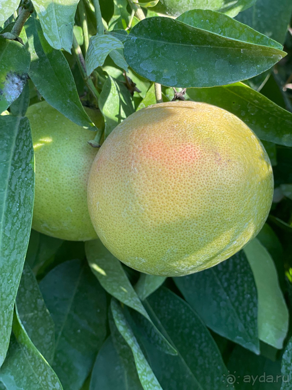 фото Utopia World Hotel