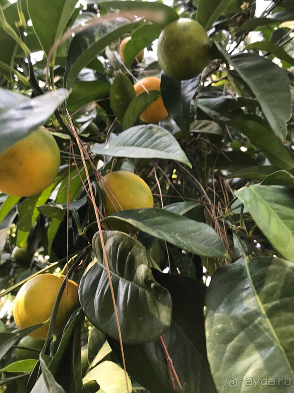 Одним словом рекомендую отель Kimeros Park Holiday Village