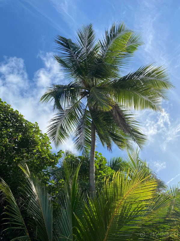 фото Fihalhohi Island Resort