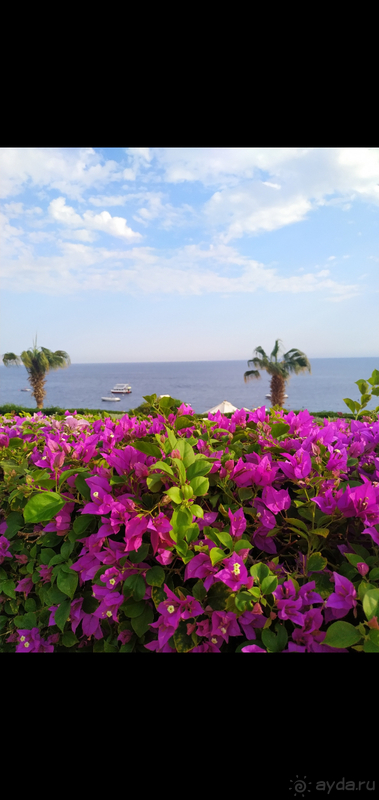 Concorde El Salam Front Area