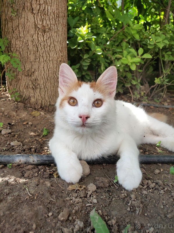 Свадебное путешествие в Турцию