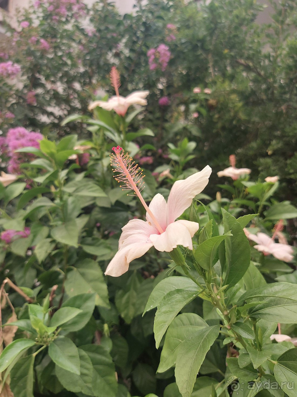 Чудесный отдых в отеле Club Nena Чудесный отдых в отеле Club Nena