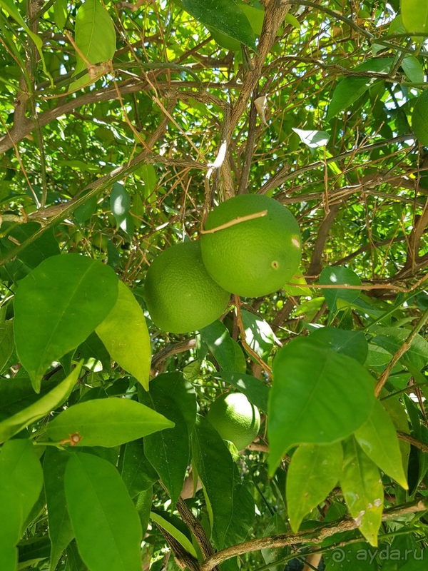 Отдых в Маритим Пайн Бич в пандемию