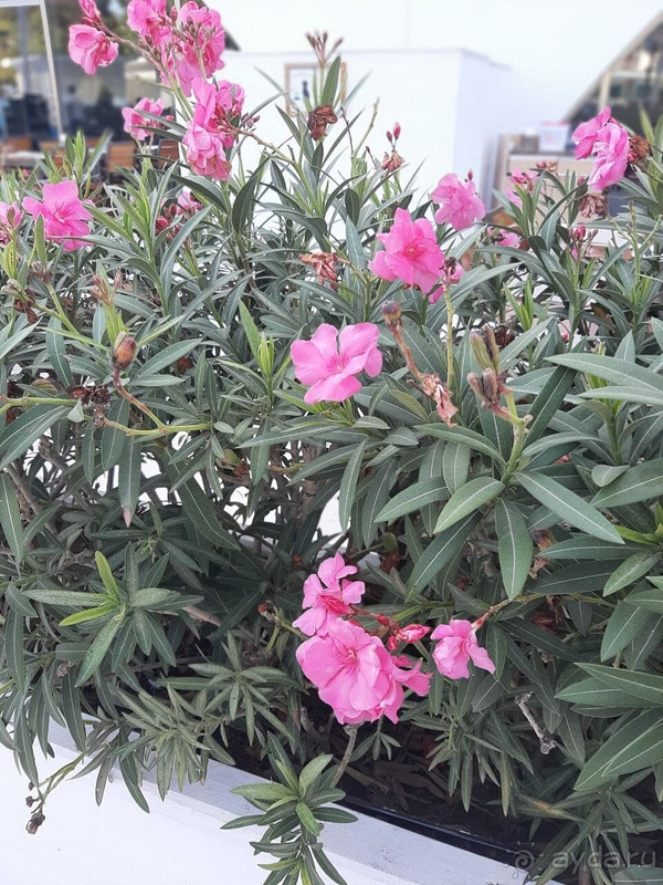 Отдых в этом отеле просто шикарный!