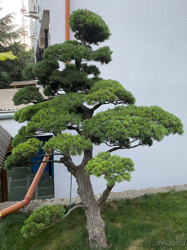 Гармония и уединение