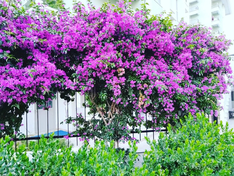 Отдых в Royal Atlantis Spa & Resort