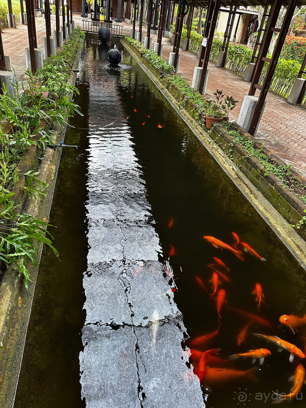 Для первого знакомства со Шри-Ланкой этот отель просто идеальный!