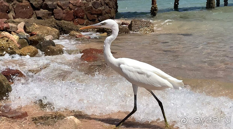 Мы еще вернемся!