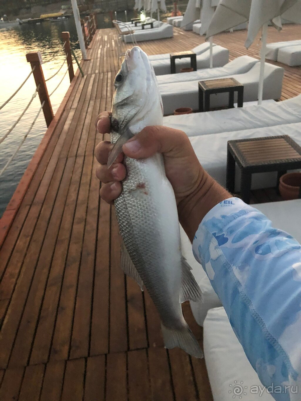 Не оправдал ожиданий