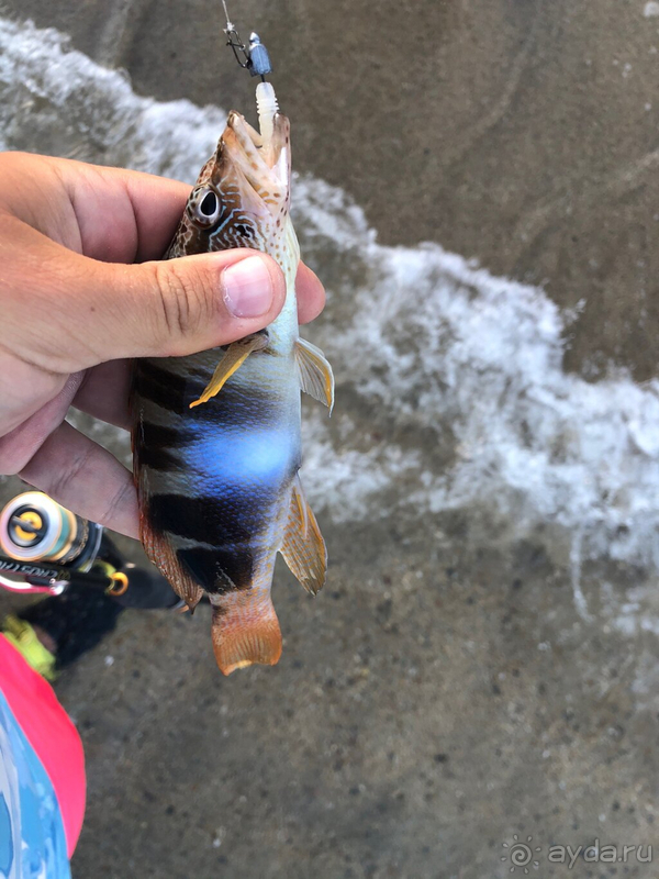 Не оправдал ожиданий