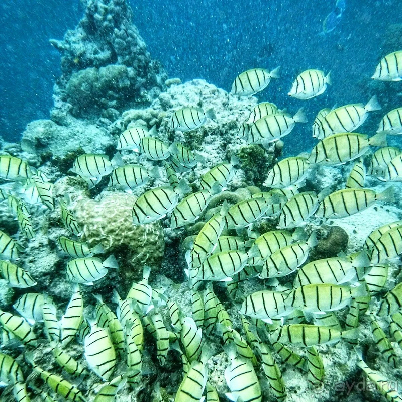 фото Kihaa Maldives Hotel