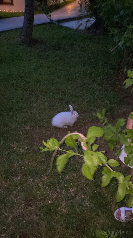 Шикарный отель для семейного отдыха на Мальдивах