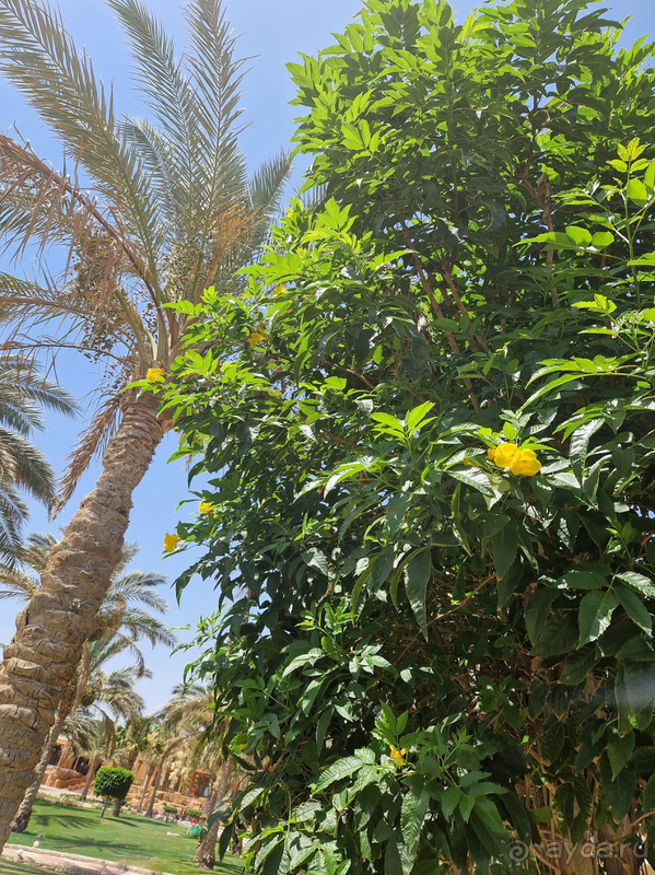 Неплохо отдохнули в Египте