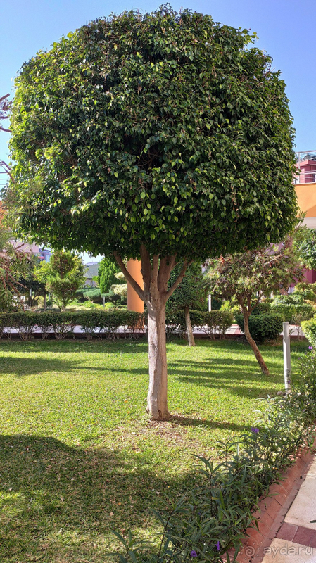 Плюсов больше, чем минусов