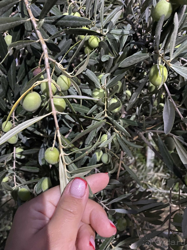 Один из лучших отелей несомненно!