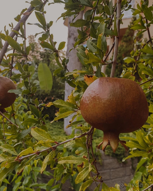 Нам понравился отель Queen's Park Le Jardin Resort! 