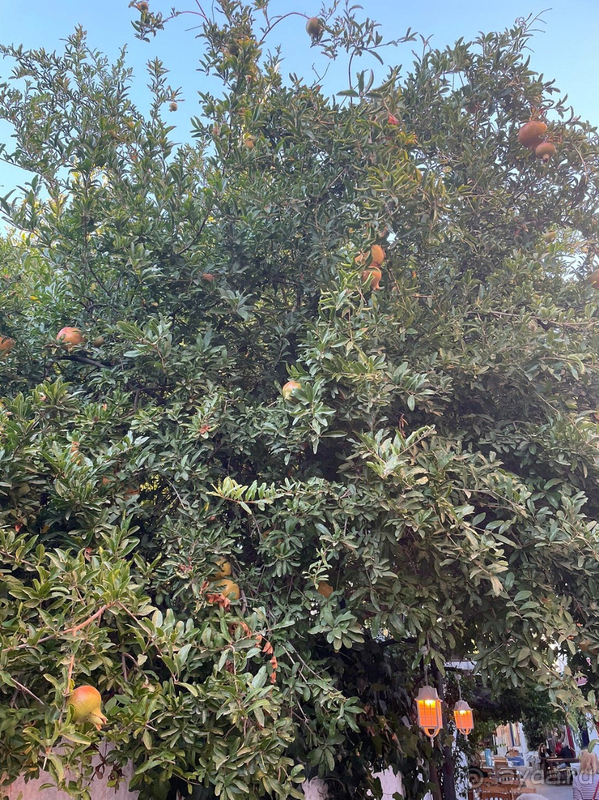 Замечательно провели отпуск в отеле Labranda TMT Bodrum