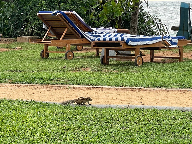 Прекрасный отель на Шри-Ланке!