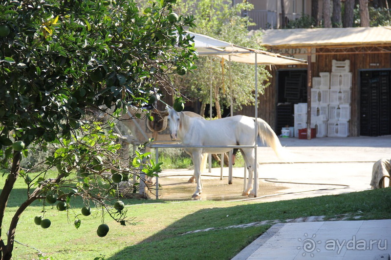 Лето осенью