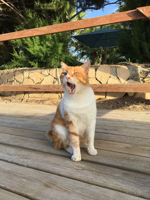 Никогда не говори никогда