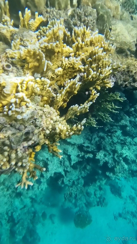 Отель в Шарме цена-качество