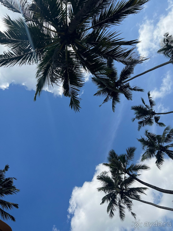  Отель CocoBay Unawatuna полностью оправдал наши ожидания