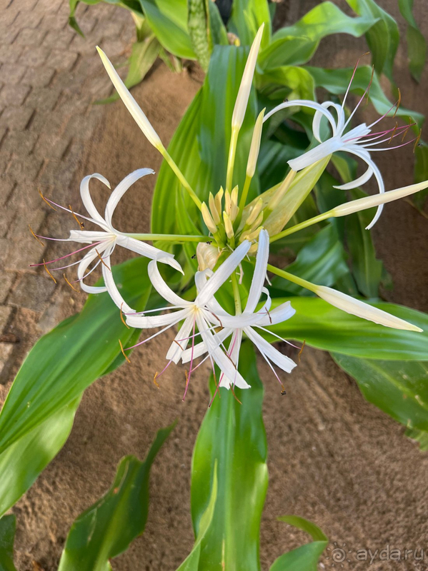  Отель CocoBay Unawatuna полностью оправдал наши ожидания