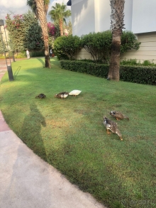 Хорошая пятёрка, но есть и минусы