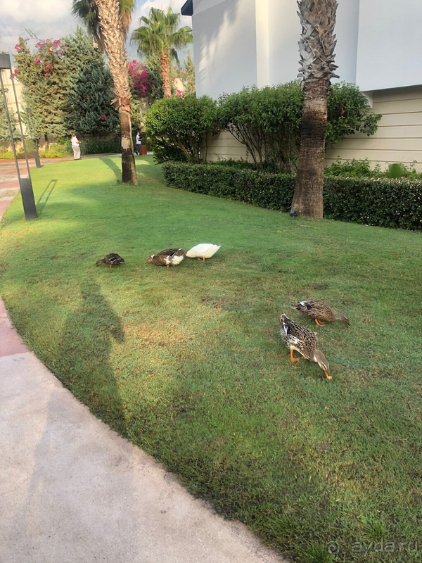 Хорошая пятёрка, но есть и минусы