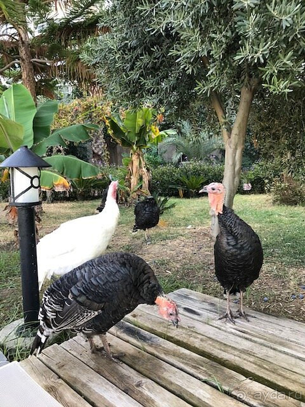 Концепция отеля больше ориентирована на европейцев, это стоит учитывать при выборе.