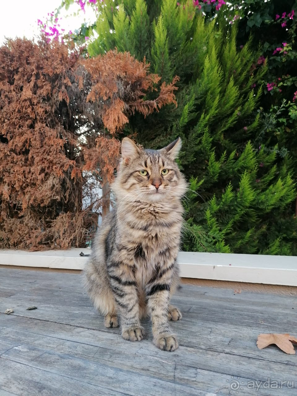 Хороший семейный отель