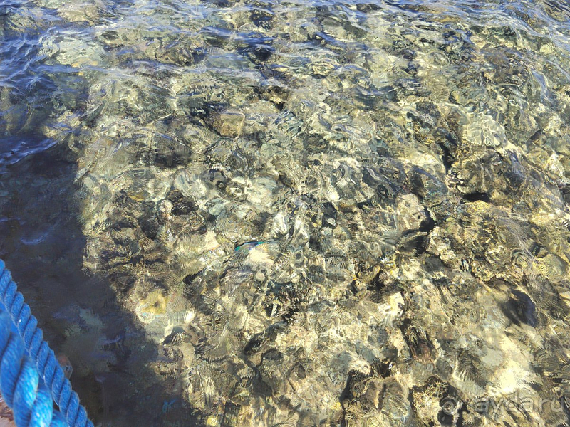 Ни разу не пожалели, что выбрали Amphoras Blu Ни разу не пожалели, что выбрали Amphoras Blu