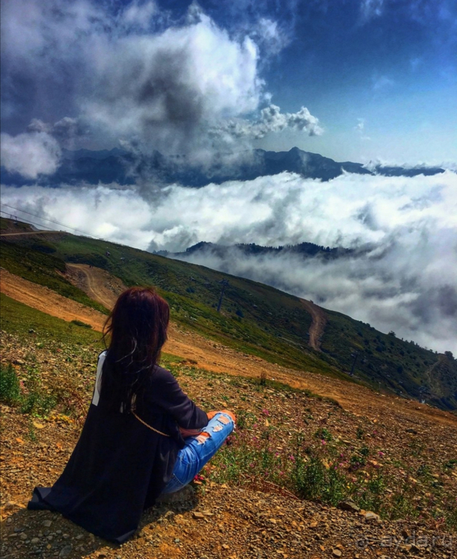 фото Дельфин