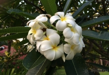 фото Club Med Kani