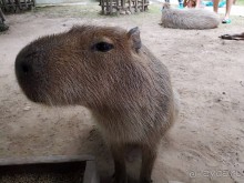 Альпака-Парк и Земля Королей