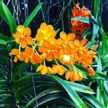 Альпака-Парк и Земля Королей