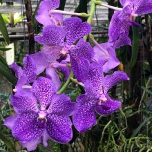 Альпака-Парк и Земля Королей