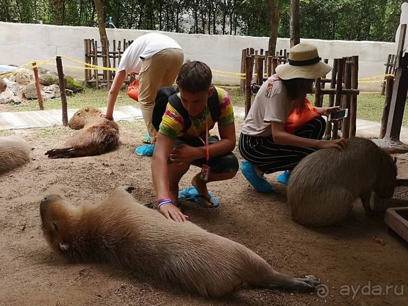 Альпака-Парк и Земля Королей