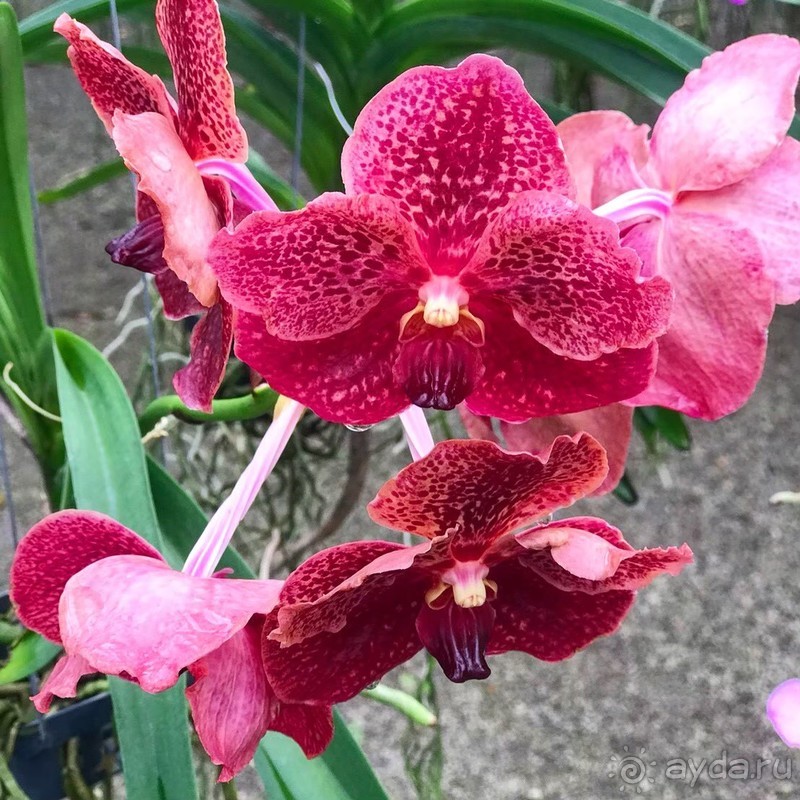 Альпака-Парк и Земля Королей