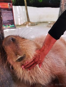 Альпака-Парк и Земля Королей