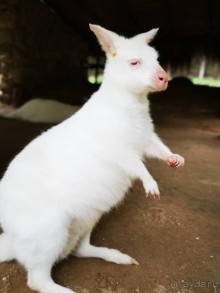 Альпака-Парк и Земля Королей