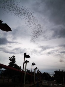 Альпака-Парк и Земля Королей